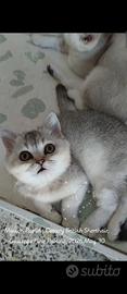 British Shorthair Blue silver Chocholate