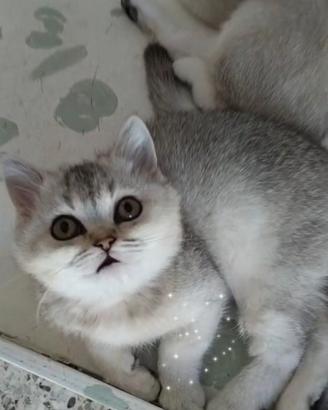 British Shorthair Blue silver Chocholate