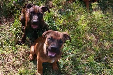 Cuccioli di bandog