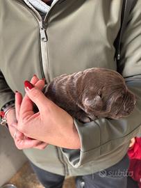 Labrador Retriever Chocolate