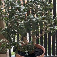 Albero di Giada Crassula ovata