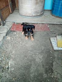Cucciolo incrocio 