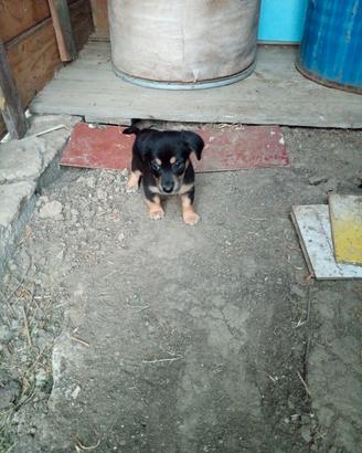 Cucciolo incrocio 