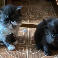 Cuccioli di persiano pura razza