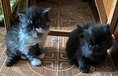 Cuccioli di persiano pura razza