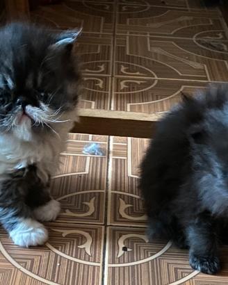 Cuccioli di persiano pura razza