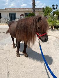 Pony