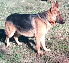 Cani per problemi di salute