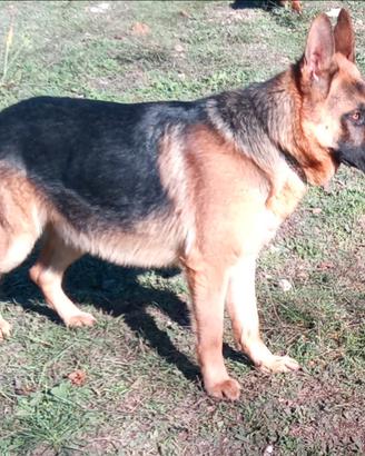 Cani per problemi di salute
