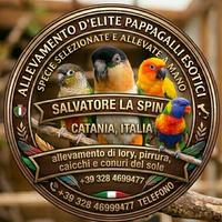 Pappagalli