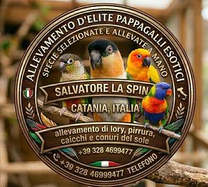 Pappagalli