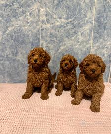 Cuccioli barboncino Toy maschio e femmina