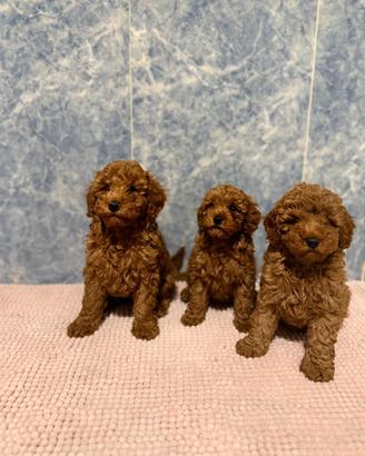 Cuccioli barboncino Toy maschio e femmina