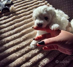 Cuccioli di MALTESI