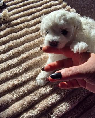 Cuccioli di MALTESI