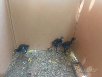 Gallinelle di acqua