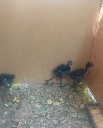 Gallinelle di acqua