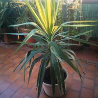 Yucca Gigante