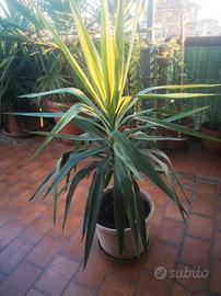 Yucca Gigante