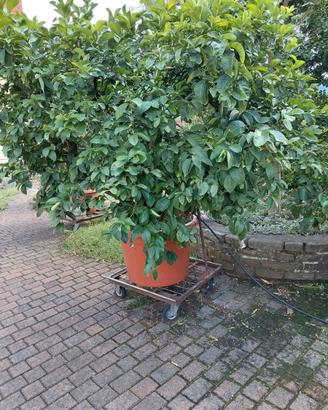 3 Splendide Piante di Limone in Vaso (20-30 anni)