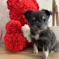 Chihuahua toy femmina pelo lungo blu focata 65 GG