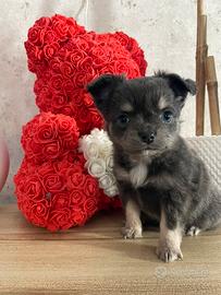 Chihuahua toy femmina pelo lungo blu focata 65 GG