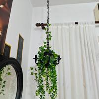 Pianta camera  appesa 