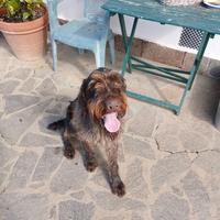 Drahthaar 24 mesi pronta caccia
