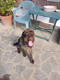 Drahthaar 24 mesi pronta caccia