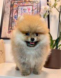 Pomerania Spitz nano