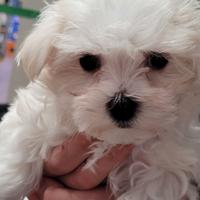 Cuccioli di maltese M e F