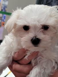 Cuccioli di maltese M e F