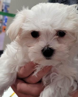 Cuccioli di maltese M e F