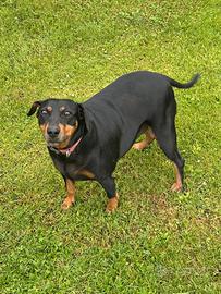 Amorevole cagnolina in adozione