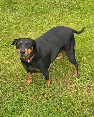 Amorevole cagnolina in adozione
