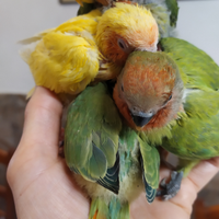 Inseparabili rosecollis allevati a mano