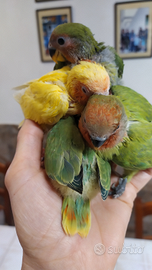 Inseparabili rosecollis allevati a mano