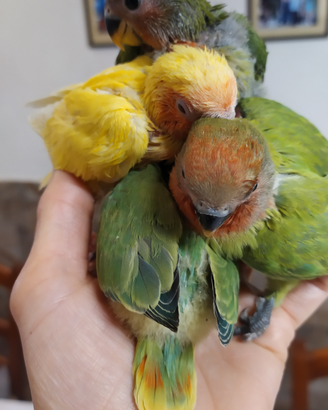 Inseparabili rosecollis allevati a mano