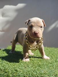 Pitbull tricolor e blue nose