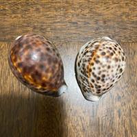 2 conchiglie ciprea tigre (Cypraea tigris)