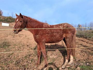 Puledro S.I. da salto