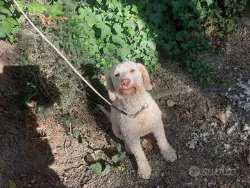 Lagotto