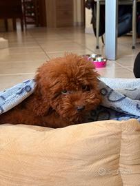 Barboncino maschio toy red brown