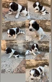 Animali