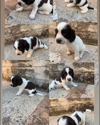 Animali