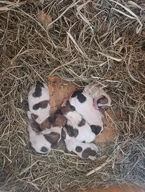 Cuccioli Jack Russell Terrier