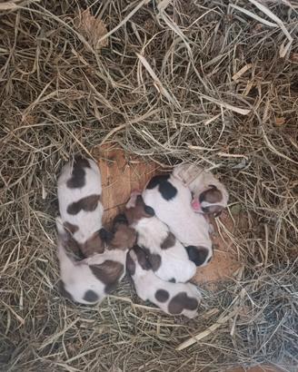 Cuccioli Jack Russell Terrier