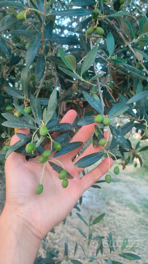 Terreno agricolo con oliveto - Vista 3
