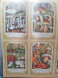 figurine Liebig funghi velenosi