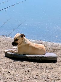 Niicky di razza kangal